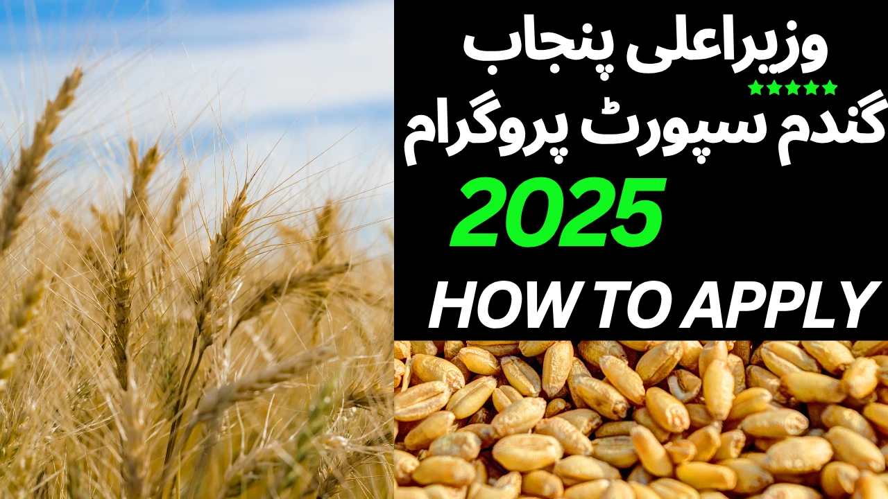 *CM Punjab Wheat Support Program